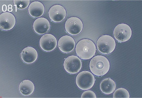 微載體2_Puredex&reg; Cyto-1 微載體 