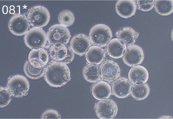 微載體3_Puredex&reg; Cyto-1 微載體 